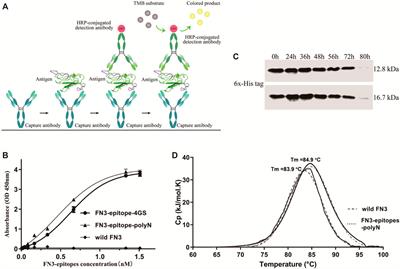 FN3 Domain Displaying Double Epitopes: A Cost-Effective Strategy for Producing Substitute Antigens